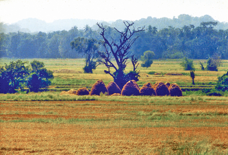 Bountiful harvests of the Lunugamvehera farmers stacked in the paddy fields