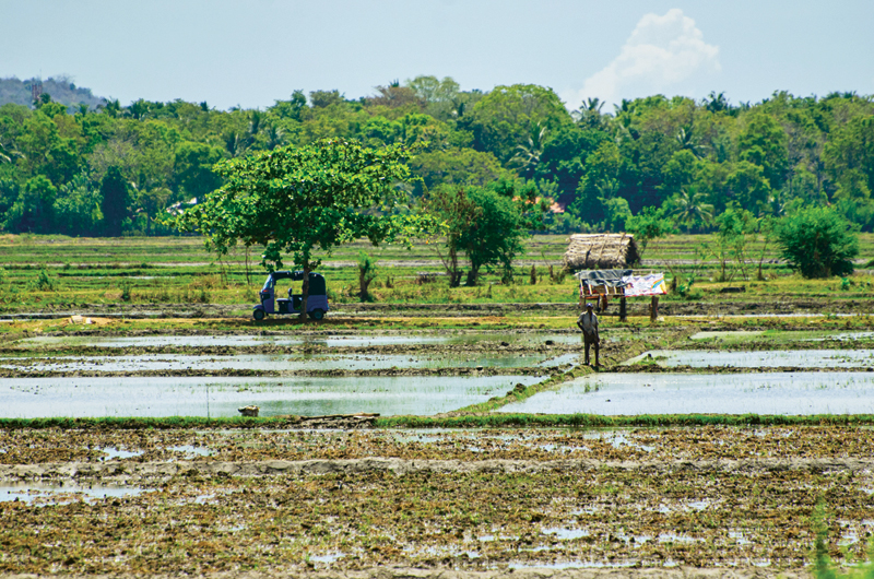 A farmer in a newly tilled paddy field near the Lunugamvehera reservoir