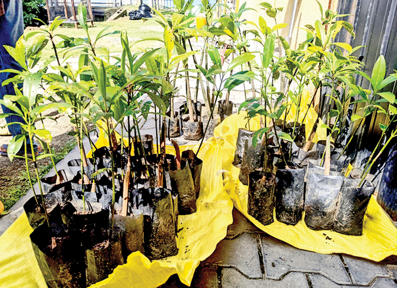 Mangrove plants