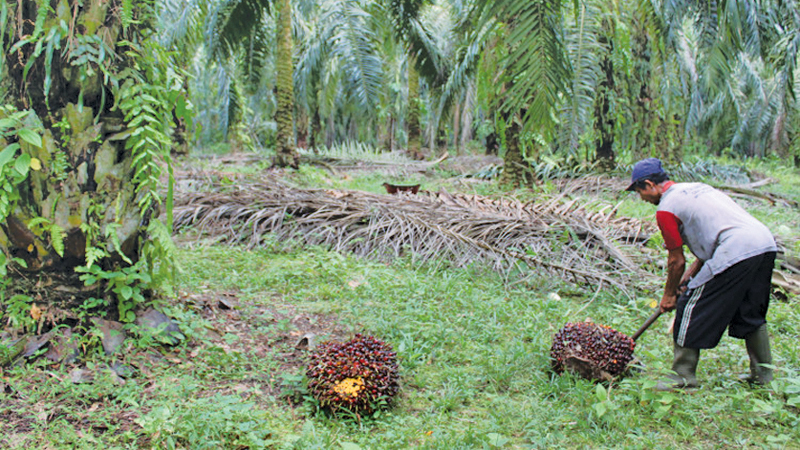 Planters’ Association calls for sustainable expansion of oil palm ...