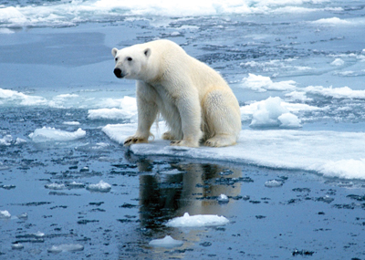 Polar bears hit by Climate Change