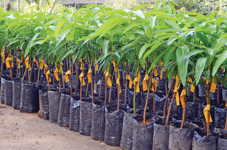 TJC planting material ready for distribution among farmers in Anuradhapura