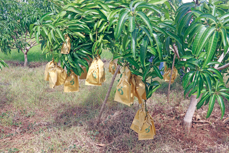  A TJC mango plantation in Thirappane