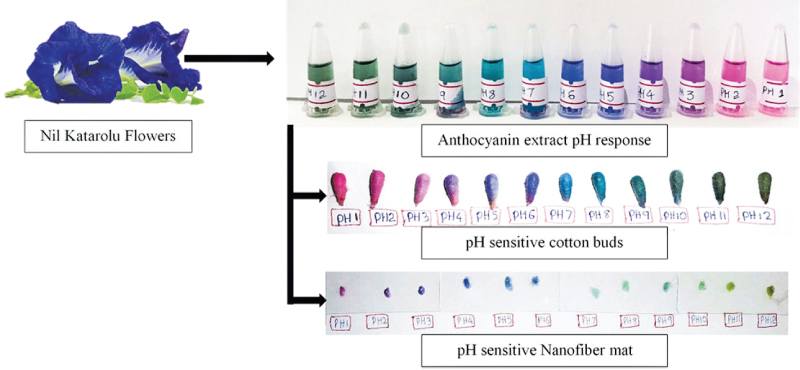 Figure 2:pH responses of anthocyanin extracted from Nil Katarolu flowers, as well as the pH responses of pH-sensitive cotton buds and pH-sensitive nanofiber mats impregnated with Nil Katarolu flower extracts. 