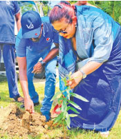 The planting of kumbuk trees along the lake’s shoreline.