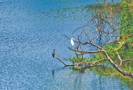 A white egret and a cormorant wait for their prey in a water hole near the Weheragala reservoir   