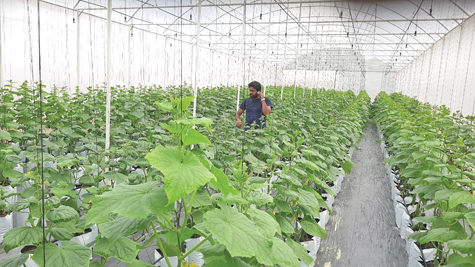 It is essential to study climate changes more closely and reassess when farmers should plant crops, instead of strictly conforming to traditional farming schedules