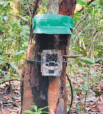 Installed camera traps in the field.