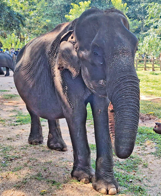 Kumari, one of the first five inmates of the Orphanage