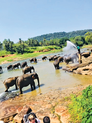 Elephants in Pinnawala taken to Ma-Oya twice everyday