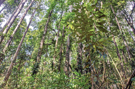 The Hora Forest Reservation on the Ingiriya-Meepe B285 road