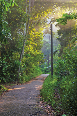 The rising sun casts soft rays on a village path near Ingiriya