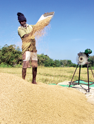 The traditional method of winnowing