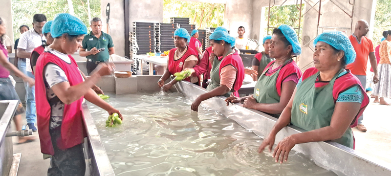 Banana processing for exporting purposes