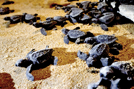 Hatchlings returning to the sea