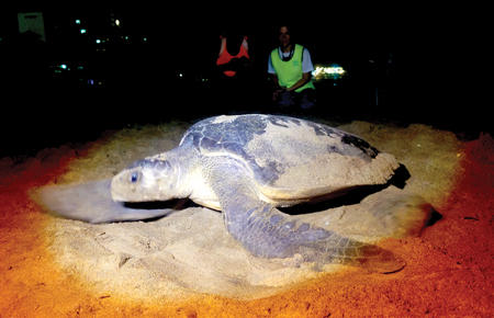 Patrollers watch over a sea turtle nesting