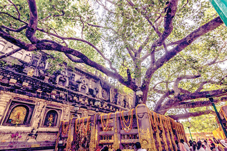 The Bodhi tree at Mahabodhi temple